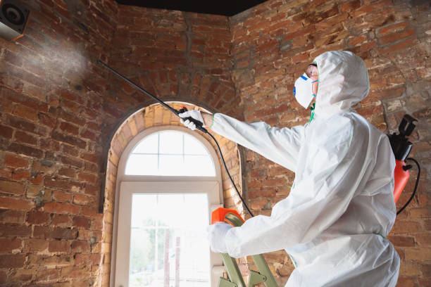 Why You Should Choose Our Mold Remediation Services in Denver, PA